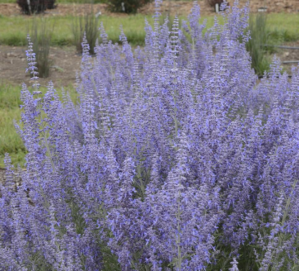 Russian Sage This neater, more colorful Russian sage stands up strong all season and won t take over your garden.
