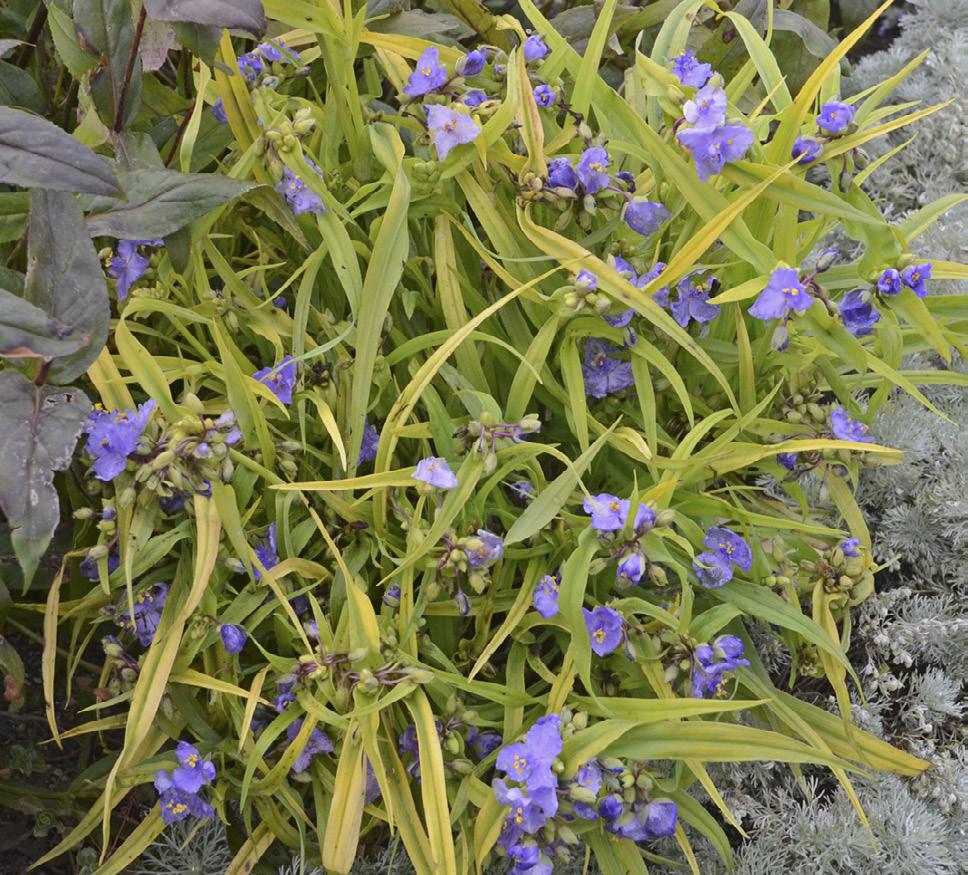 Spiderwort This colorful cultivar of native spiderwort lights up the garden with its bright chartreuse foliage and soft blue flowers.