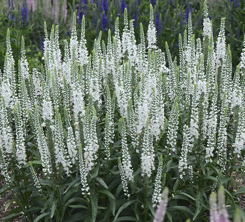 Spike Speedwell This spirited perennial is grown for its clean white flower wands that appear for many weeks in summer.