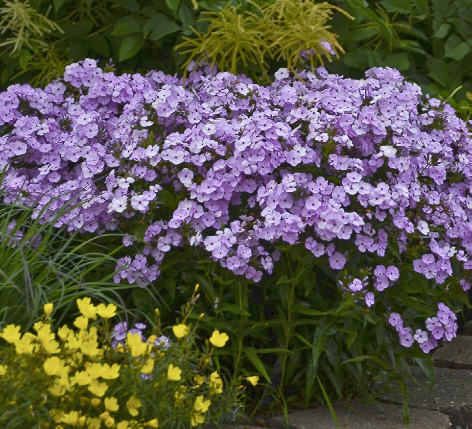 Phlox Light lavender pink flowers bloom earlier and longer than typical phlox. Great for attracting butterflies and hummingbirds.