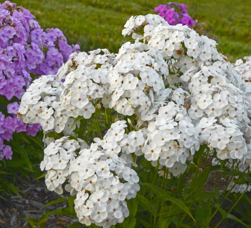 Phlox Pure white flowers bloom earlier and longer than typical phlox. Great for attracting butterflies and hummingbirds.