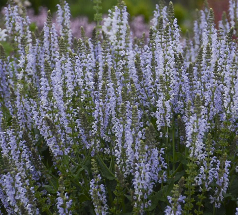 Salvia Cool sky blue flower spikes are the signature of this hardy salvia. Pollinators delight in their sweet nectar.