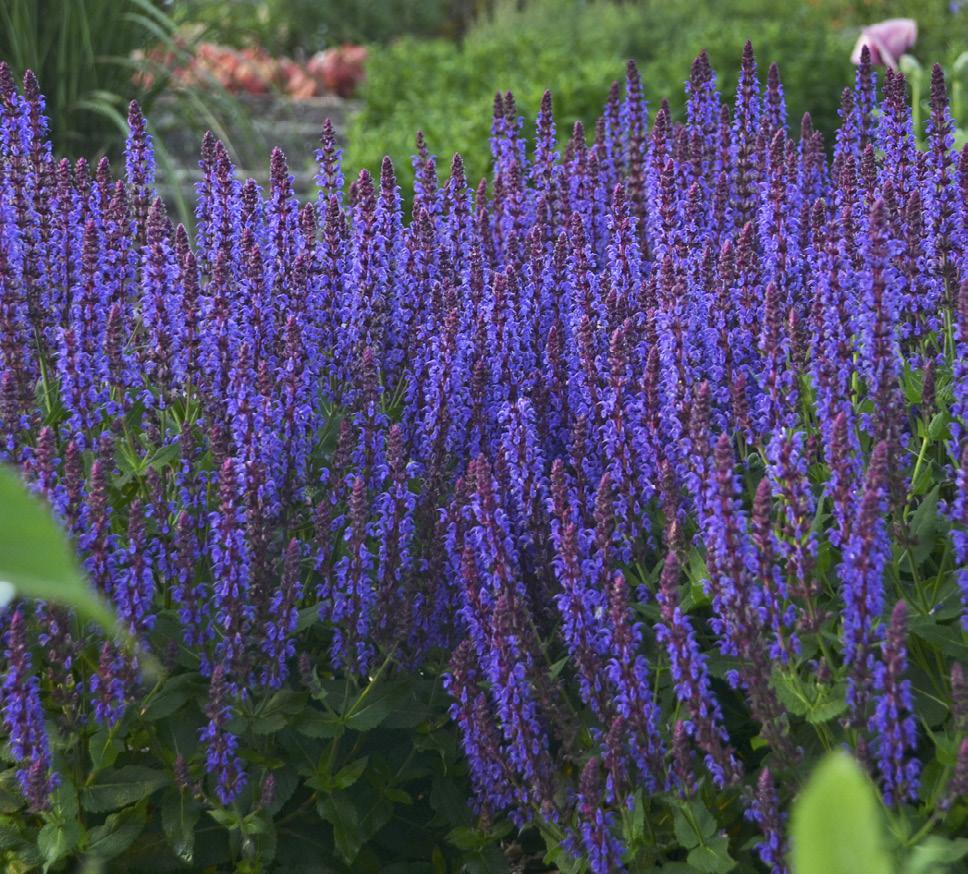 Salvia Masses of vivid violet blue flower spikes are the signature of this hardy salvia. Pollinators delight in their sweet nectar.