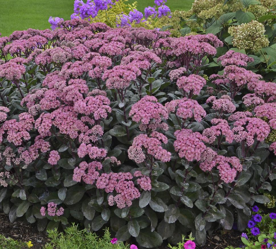 Autumn Stonecrop This durable sedum features massive pink flower heads on purple stems and dark foliage. Bees and butterflies will swoon.