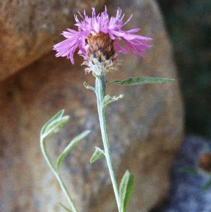 10. Meadow knapweed Origin: Europe. Description: Meadow knapweed blooms in midsummer to fall. It grows from woody base up to 3.5 feet tall.