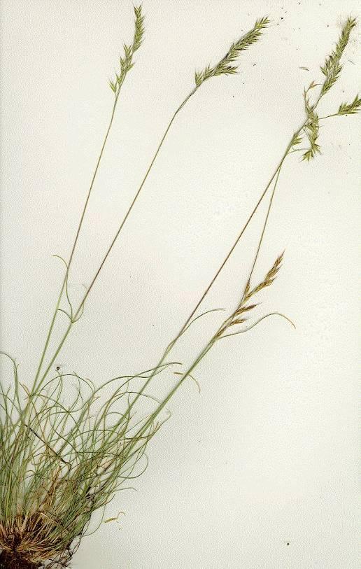 Native Plants 11. Idaho fescue Origin: Native. Description: Idaho fescue is a cool-season, densely tufted, perennial bunchgrass.