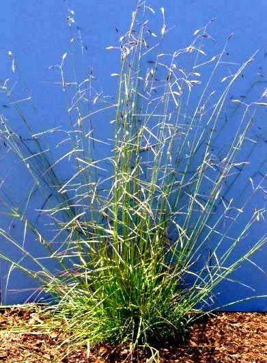 12. California oatgrass Origin: Native. Description: California oatgrass is a long-lived perennial bunchgrass with stems that grow 1 to 3.3 feet tall. The leaf sheaths are smooth to densely hairy.