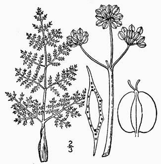13. Desert parsley (several species) Origin: Native. Description: There are many species of desert parsley. Many have finely dissected leaves.