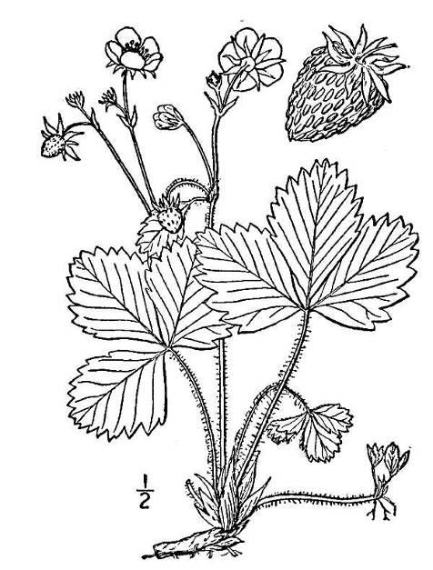 15. Woodland strawberry Origin: Native. Description: Woodland strawberry is an herbaceous perennial plant. The toothed leaves are thin and basal with a stem, which is generally 1 to 5 inches long.