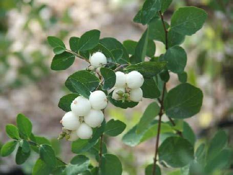 17. Snowberry Origin: Native. Description: Snowberry is a shrub that usually grows 1 to 4 feet tall. The leaves are 0.6 to 2 inches long, rounded, entire or with one or two lobes at the base.