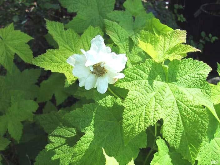 19. Thimbleberry Origin: Native. Description: Thinbleberry is a dense shrub up to 8 feet tall, often growing in large clumps which spread through the plant's underground rhizome.