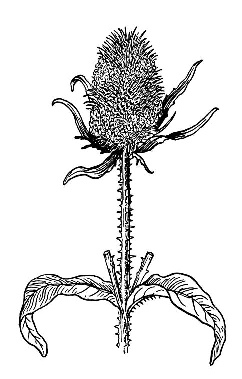 3. Teasel Origin: Europe. Description: Teasel is a perennial. It typically grows to 5 to 7 feet. Flowers bloom in distinctive "rings" around the heads, and in color white or lavender.