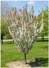 Generally, a small ornamental tree is considered to be from approximately 8-10 in height