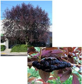 Larger growing trees may have cultivars selected to grow in a small tree form and express