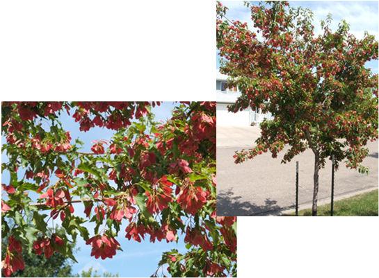 Amur Maple cultivars: Ruby Slippers,