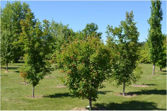 Tatarian Maple cultivars-selected