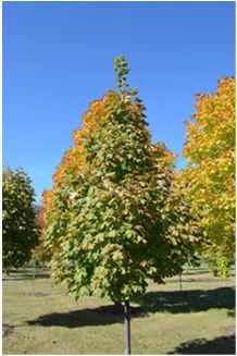 small maple species and cultivars