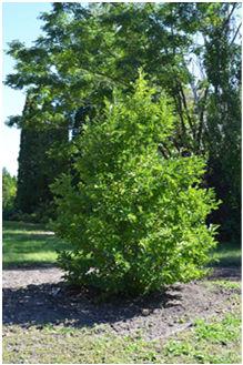Merrill Magnolia 15-20 in height,