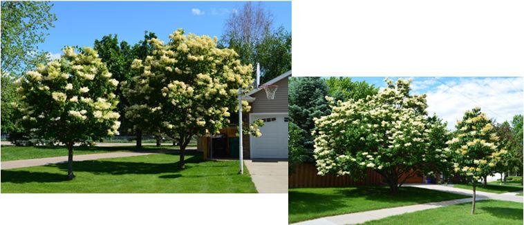 Japanese Tree Lilac Cultivars Mid to