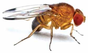 Spotted Wing Drosophila Part 1: Overview and Identification Spotted wing drosophila (SWD), Drosophila suzukii, is an invasive vinegar fly that was introduced into California in 2008 and has since