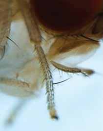 Sawlike ovipositor of a female SWD, which allows