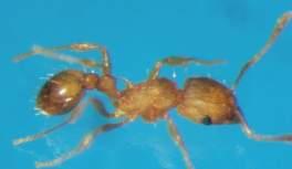 Little fire ant (LFA) or Electric ant Stinging!