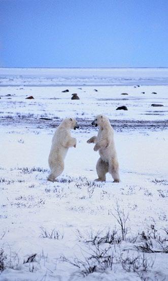 What animals to look for More than 15,000 polar bears live in Canada. See them in Churchill, in the mid-western province of Manitoba, between September and November.