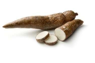 Cassava - Manihot esculenta Cassava (also known as
