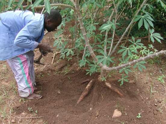 Cassava Harvest It will