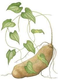 Yams - Dioscorea Herbaceous twining plants Produce large, edible tubers Monocots belonging to the family Dioscoreaceae.