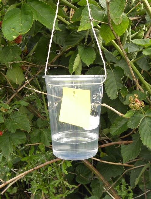 Add a small yellow sticky trap to capture flies.