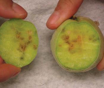 causing plant injury Severe damage to apples, peaches, tomatoes, sweet corn, many other crops Many