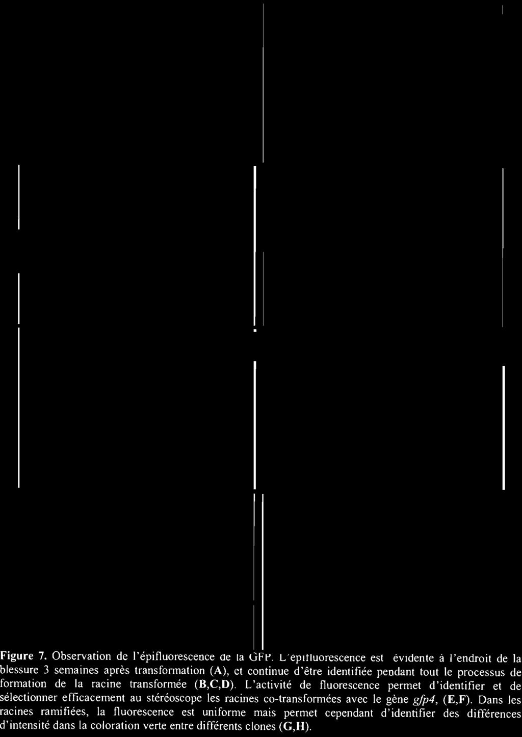processus de formation de la racine transformée (R,C,D).