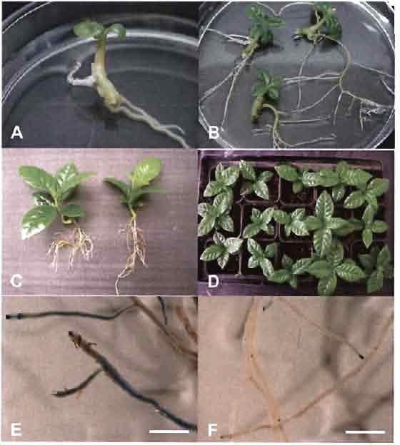Chapter Il. Study ofcoffea arabica resistance to Meloidogyne exigua Fi::.2 Regenerat ion of coffee le. arabica) rransf ormed roots using A. rhiz ofli"i<'s (A-IRS strainj-mediated transforrnarion.