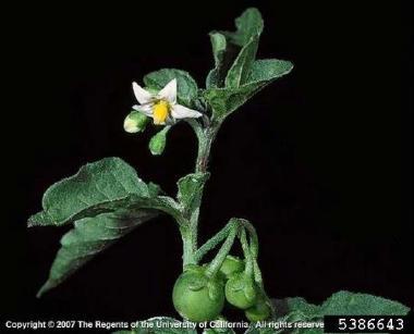 Black nightshade (Solanum nigrum L.