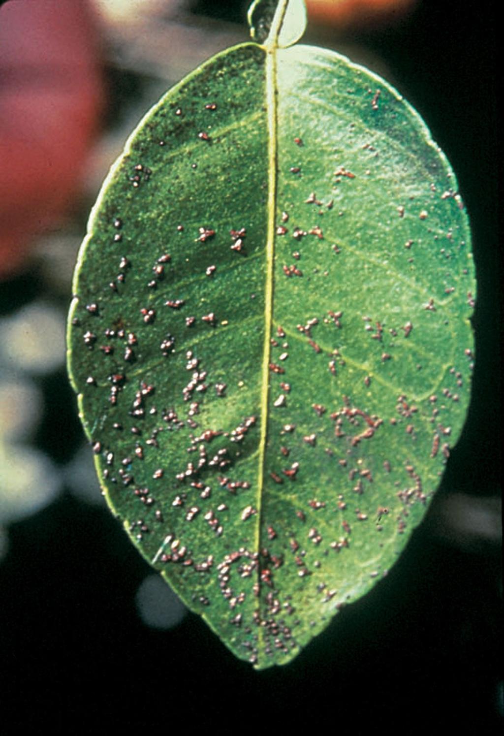 Alternaria Brown Spot (Alternaria alternata) This fungus attacks fruit, leaves, and young shoots of susceptible varieties.