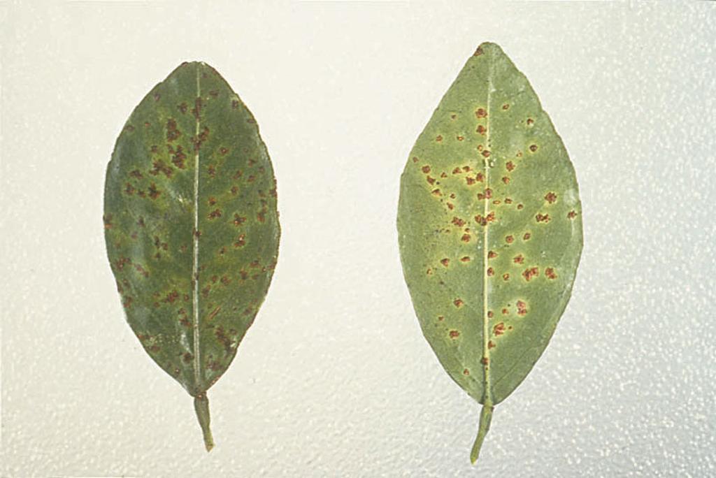 On fruit, the first symptoms appear as small, slightly depressed black spots that can cause the young fruit to fall from the tree (Figure 8).