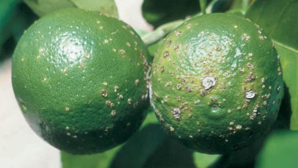 Citrus Canker (Xanthomonas citri) Lesions are produced on young fruit and leaves of citrus (Figure 13). Bacteria are produced under moist conditions and dispersed by windblown rains.