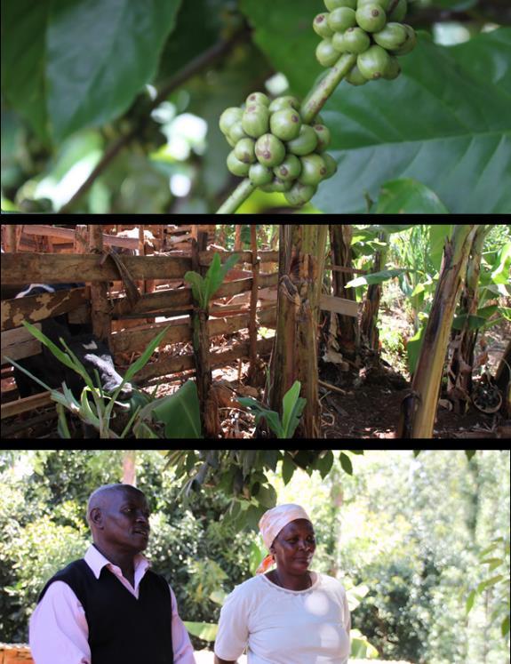 Vision on sustainable smallholder farms Several respondents suggest that smallholder coffee farms are sustainable when: they are diversified with multiple cash and food crops and other income sources