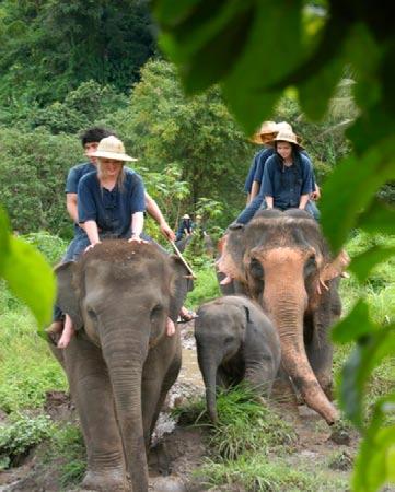Package A3 One Day Elephant Care Camp & Mahout Training Pick up by 8.00-8.30 a.m. from the hotel.