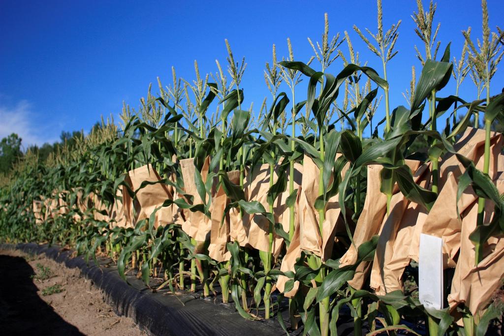 Our Amaizing Corn Organic hybrid