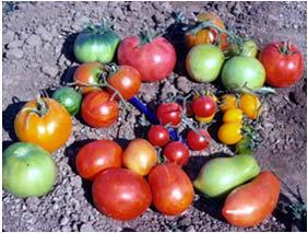 Growing seasons All Impact Final Quality Tomato