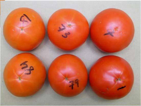 C C 0 C Tomatoes and MCP (SmartFresh ) 00ppb MCP at 0 C ~.