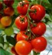 Aroma and Sensory Harvested tomatoes green, breaker, turning and pink +/ treatment with MCP Ethylene turns on aroma synthesis in tomato