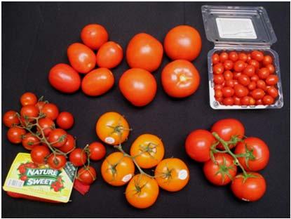 Tomato Type & Composition, U.S. Retail Tomato Type % Soluble Solids % Titratable Acidity Grape 7.