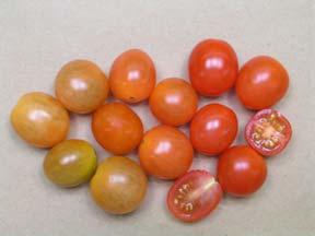 Grape Tomato harvested at stages of maturity and evaluated at full red Initial Maturity Stage