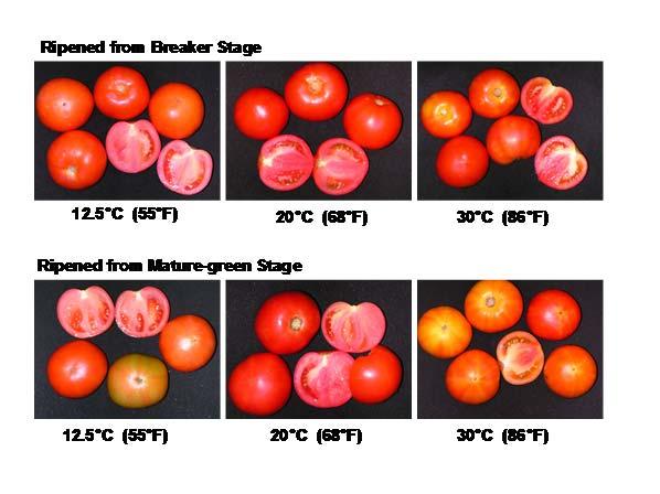 Respiration µl CO. g - h - 0 0 0 0 A. Respiration. C ( F) 0 C (8 F) 0 C (8 F) Impact of Temperature on Tomato Ripening Respiration, Ethylene and Color.