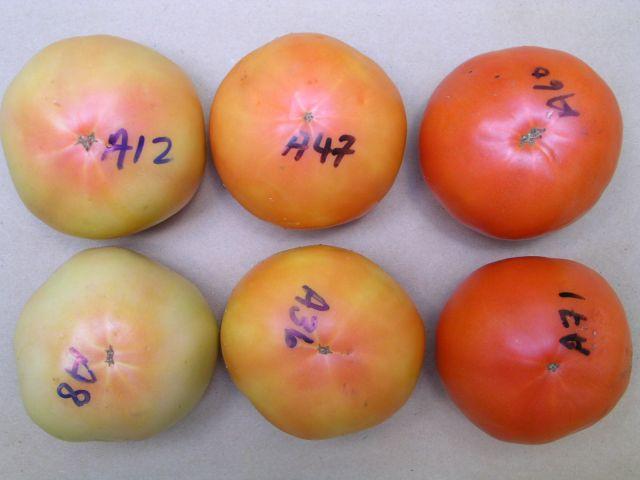 Tomatoes ripen into similar quality in temperature range from.-0 C Temp.