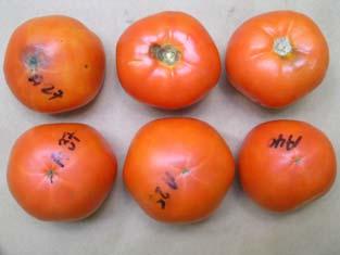 Cantwell, 00 MCP#7; cv Bobcat Tomatoes were handled very carefully; therefore minimal decay Stored days Cv Bobcat