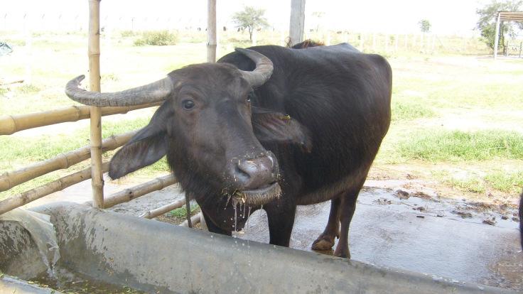 Philippines where the Carabao Center was created. Economy from DairyBuffalo in the far East.